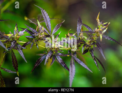 Photos Macro de la marijuana avec les feuilles des plantes avant la récolte. La plante de cannabis vue en gros plan. Plante de la marijuana à des fins médicales avec un contenu élevé de Banque D'Images