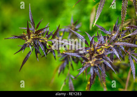 Photos Macro de la marijuana avec les feuilles des plantes avant la récolte. La plante de cannabis vue en gros plan. Plante de la marijuana à des fins médicales avec un contenu élevé de Banque D'Images