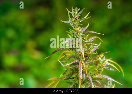 Photos Macro de la marijuana avec les feuilles des plantes avant la récolte. La plante de cannabis vue en gros plan. Plante de la marijuana à des fins médicales avec un contenu élevé de Banque D'Images