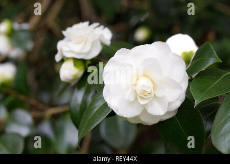 Camellia japonica 'hiragiku' fleurs. Banque D'Images