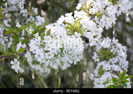 Le Cerisier 'William's seedling' en fleurs au printemps. Banque D'Images