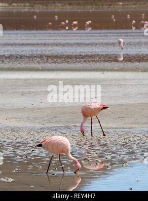 Deux flamands roses le pâturage dans l'eau salée peu profonde de Laguna Hedionda Lake avec Groupe Flamingo floue en arrière-plan, de l'Altiplano bolivien, Potosi, Bolivie Banque D'Images