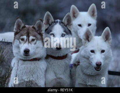 Chiens Husky pendant une session de formation à Feshiebridge en avant du Husky de Sibérie Club of Great Britain's 36e Aviemore Sled Dog Rally qui aura lieu ce week-end à venir sur sentiers en forêt autour de Loch Morlich, dans l'ombre de la montagnes de Cairngorm. Banque D'Images