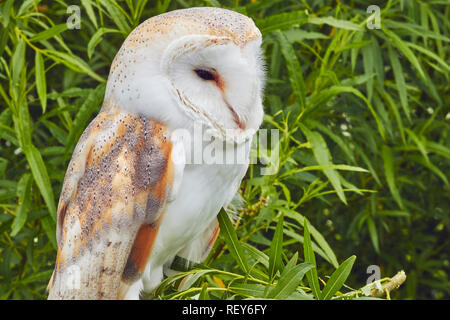 L'Effraie des clochers (Tyto alba) est très répandue dans de grandes parties du monde. Il est le plus répandu de tous les hiboux. Il est originaire de l'UK. Banque D'Images