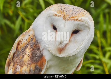 L'Effraie des clochers (Tyto alba) est très répandue dans de grandes parties du monde. Il est le plus répandu de tous les hiboux. Il est originaire de l'UK. Banque D'Images