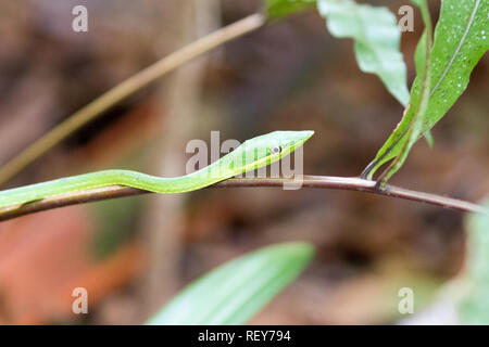 Serpent de vigne verte (Oxybelis fulgidus) Banque D'Images