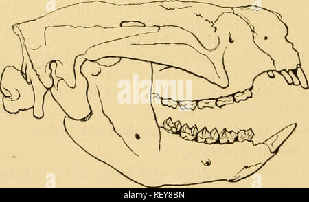 . Catalogue des mammifères marins de l'Australie, avec des notes d'introduction sur la mammalogie générale. Les mammifères. 26 PHASCOLARCTINiE. hallux présents, grand, largement opposable, avec un large, nailless, terminal pad. Queue (sauf dans Phascolarclus) très long, et presque toujours préhensile. Simple à l'estomac. Coecum présent (sauf dans Tarsipes). Pouch bien développés, l'ouverture de l'arrière. Phascolarctin^-I. Sous-famille. Qui veut de la queue. Museau court et large. Pas extensile langue maternelle. Sachet joue présent. Coecum grand et compliqué. De grandes dents. Genre I.-PHASOOLARCTUS, Blainville (1816). Grande taille ; former de très gros et maladroit. E fourrure Banque D'Images