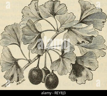 . Catalogue des pépinières d'Andorre : choix hardy (arbres, arbustes, plantes, roses, et des fruits. Pépinières (Horticulture) Pennsylvanie Philadelphie Pennsylvanie pépinière ; Catalogues Catalogues ; plantes ornementales ; catalogues, catalogues des Plants des Arbres, des fleurs, des fruits des Catalogues Catalogues. 14 AXDORRA XURSERIP.S, FAGUS (hêtre). Le hêtre est un arbre divin, avec son grand tronc lisse, et ses branches, et s'il n'atteint jamais la taille de la Châtaigne, elle est bien plus belle et plus longue durée. Fag-US ferruginea (le hêtre). L'un des plus majestueux arbres indigènes, toujours symétriques et handso Banque D'Images