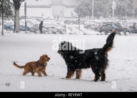 Chiot cocker heureux tournant dans la neige Banque D'Images