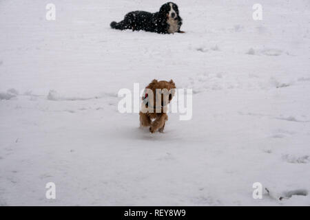 Chiot cocker heureux tournant dans la neige Banque D'Images