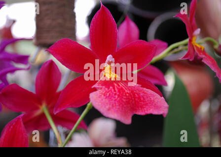 Orchidée Cattleya coccinea fleur. Plantes décoratives pour le jardinage et les émissions. Banque D'Images