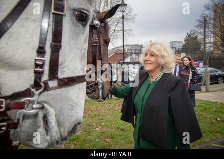 La duchesse de Cornouailles répond aux deux policiers les chevaux et leurs cavaliers, nommé Rebel, gauche, et courtois, droite, avec cavaliers Officier Turnball, et Goldstien, lors de sa visite au Caxton Hall Community Centre où elle a rencontré les membres de l'Association des résidents de Malmesbury prenant part à une sélection de la litière. Banque D'Images