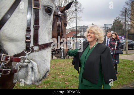 La duchesse de Cornouailles répond aux deux policiers les chevaux et leurs cavaliers, nommé Rebel, gauche, et courtois, droite, avec cavaliers Officier Turnball, et Goldstien, lors de sa visite au Caxton Hall Community Centre où elle a rencontré les membres de l'Association des résidents de Malmesbury prenant part à une sélection de la litière. Banque D'Images