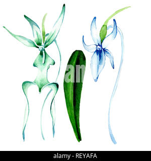 Blue orchidée rare. Botanique Floral fleur. Printemps sauvage de fleurs sauvages de la feuille. Contexte aquarelle illustration set. Aquarelle Dessin aquarelle de mode Banque D'Images