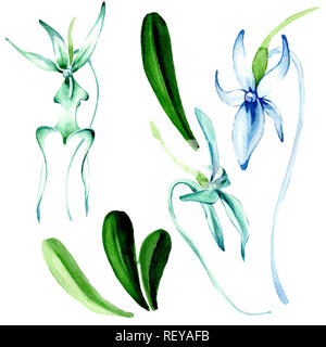 Blue orchidée rare. Botanique Floral fleur. Printemps sauvage de fleurs sauvages de la feuille. Contexte aquarelle illustration set. Aquarelle Dessin aquarelle de mode Banque D'Images