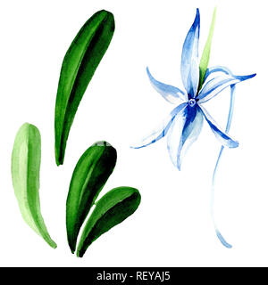 Blue orchidée rare. Botanique Floral fleur. Printemps sauvage de fleurs sauvages de la feuille. Contexte aquarelle illustration set. Aquarelle Dessin aquarelle de mode Banque D'Images