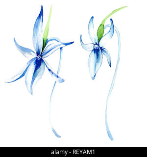 Blue orchidée rare. Botanique Floral fleur. Printemps sauvage de fleurs sauvages de la feuille. Contexte aquarelle illustration set. Aquarelle Dessin aquarelle de mode Banque D'Images