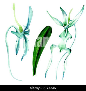 Blue orchidée rare. Botanique Floral fleur. Printemps sauvage de fleurs sauvages de la feuille. Contexte aquarelle illustration set. Aquarelle Dessin aquarelle de mode Banque D'Images