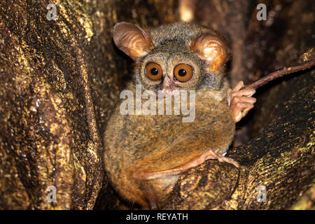 Un tout petit dans le Parc National de Tangkoko tarsier, Sulawesi Banque D'Images