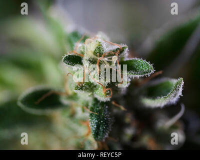 Concept de cannabis Photo Macro Close Up Trichomes poils rouges cristaux Plante Souche de Marijuana Gooey puissant Banque D'Images