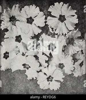 . Dreer Le milieu de l'été spécial offre pour les fleuristes, 1921 : graines de fleurs flor fleuristes fiables les ampoules pour fleuristes. Les catalogues de graines de fleurs, graines (plantes) ; catalogues de pépinières (Horticulture) ; Catalogues Catalogues de fournitures et de matériel de jardinage. PRIMULA OBCONIA GRAND1FLORA Primula. Le membre le plus important de cette famille à la fleuriste est l'Onagre Chinois, notre bassin de qui nous en procurer auprès des meilleures sources, et assurez-vous de donner la même satisfaction à l'avenir que par le passé. Les Obconica variétés sont également très populaires, faisant de belles plantes en pot pour l'hiver en fleurs. Ven Banque D'Images