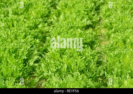 Les plantes hydroponiques dans potager ferme, serre de culture hydroponique, les plantes qui poussent dans l'eau sans sol. ** Remarque sélectionner focus avec une faible dept Banque D'Images