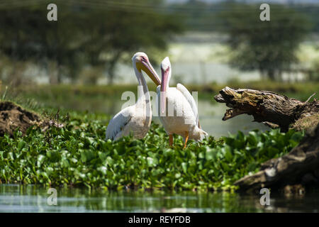 Une paire de grands pélicans blancs (Pelecanus onocrotalus) debout sur la jacinthe d'eau, le lac Naivasha, Kenya Banque D'Images