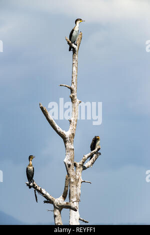 Trois cormoran à poitrine blanche ou le Grand Cormoran ( Phalacrocorax lucidus) perché sur arbre mort sur le lac Naivasha, Kenya Banque D'Images