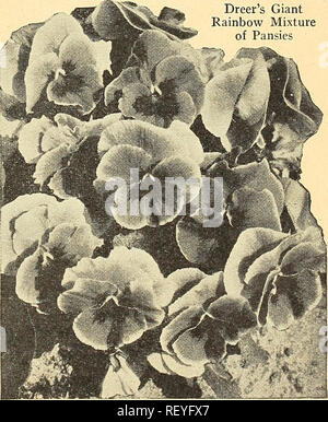 . Dreer guide de plantation de l'automne 1944. Ampoules (plantes) ; Catalogues Catalogues de graines de fleurs ; Matériel et fournitures de jardinage catalogues ; pépinières (Horticulture) Catalogues. Dicer s Pacific Giant Delphinium Hybride 2180 Hybrides Pacifique géant bleu mixte Le jardinier qui n'a pas l'espace pour pousser les variétés distinctes trouverez ce mélange de tons de bleu de bleu-violet profond à hght-bleu-surtout de- sirable. Pkt. SOc ; grand pkt. 1,50 $ ; contre oz. 2,50 $. Sortes d'hybrides standard du Pacifique 2171 tons bleu foncé. 2173 tons bleu clair. 2175 tons Lavande. Lavande 2176 tons pastel. Pure 2179 Banque D'Images