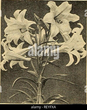 . Dreer guide de plantation de l'automne 1944. Ampoules (plantes) ; Catalogues Catalogues de graines de fleurs ; Matériel et fournitures de jardinage catalogues ; pépinières (Horticulture) Catalogues. Leucocoryne ixioides odorata Leucocoryne Ixioides gloire du soleil odorata. Un e.xcellent- ampoule à l'intérieur de l'usine pour la culture. Nécessite les mêmes conditions de culture générale comme Freesias telles qu'une température de 55° à 65° F. Pro- duces sa belle, grande, fleurs en forme d'étoile en février et mars, portant 4 à 6 légèrement parfumé, fleurs bleu clair avec une marque blanche- ments dans le centre sur de solides, nerveux, 12 tiges de 81 cm. Les fleurs dernière fo Banque D'Images