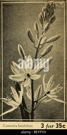 . Dreer guide de plantation de l'automne 1944. Ampoules (plantes) ; Catalogues Catalogues de graines de fleurs ; Matériel et fournitures de jardinage catalogues ; pépinières (Horticulture) Catalogues. Brodiaea-originaire de notre extrême ouest. Camassia Leichtlin Dreer bulbes d'Hardy qui fleurissent au printemps, en été, &AMP ; automne les bulbes rustiques à apporter à nos jardins une multitude de fleurs colorées. Tous sont faciles à cultiver et celles qui fleurissent au début du printemps sont particulièrement wel- venir. S'ils sont petits qu'ils sont vraiment beaux. Prenez par exemple Iris reticu- lata qui nous accueille peu après la dernière partie de la neige a fondu Banque D'Images