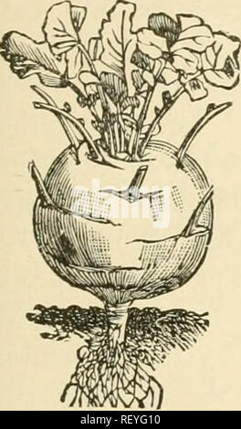 . Dreer légumes en plein air. La culture maraîchère. [From old catalog]. dreer légumes en plein air. 91 portions ing va croître. Métiers de raifort en hiver à de trois à dix cents par racine. La racine est mis en marché par lavage avec précaution et le découpage des feuilles et tous les petits ou de nourrir les racines. KOHL-RABI. Kohl-rabi est enracinée comme cabbageâjust navet céleri-rave céleri navet est enracinée. Nous avons aussi des racines de navet navet persil et cerfeuil à racines profondes. Cette étrange un épaississement de la tige est le résultat de la sélection et la culture. Ce légume est cultivé à un con- siderable mesure Banque D'Images