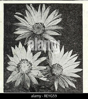 . Dreer's nouveautés et spécialités pour 1948 : trois superbes zinnias pour chaque jardin. Graines de fleurs, graines de légumes Catalogues Catalogues ; pépinières (Horticulture) ; Catalogues Catalogues de fournitures et de matériel de jardinage. Pétunia, géants de Californie Pétunias ® Seul géants de Californie une souche magnifique avec des fleurs de 4 à 6. dans l'ensemble avoir tant de biens qu'ils sont pleinement- beauti hérissé et frangé. 3391 Crimson Glory. Voiture brillant--mine rouge avec des veines plus contrastées. Très exceptionnelle. 3400 clameur. Lusc énorme'ius- rose saumon délicatement avec la crème à pâte persillée de la gorge. Exception Banque D'Images