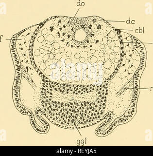 . L'embryologie d'insectes et de myriapodes ; l'histoire du développement des insectes, mille-pattes, et de l'oeuf millepedes desposition [ !] pour l'éclosion. L'embryologie -- Les insectes ; l'embryologie -- Myriopodes. 286 L'EMBRYOLOGIE D'INSECTES ET DE MYRIAPODES sacs. Le corps sous-oesophagien, selon Strindberg, découle sans doute du mésoderme de l'tritocerebral segment de la tête. Tl^e développement du système nerveux central, le stomatogastric système, l'endosquelette de la tête, et le système trachéale n'offre rien de remarquable. Le stomodaeum apparaît avant le proctodaeum. Les deux, cependant, de l'étoile Banque D'Images