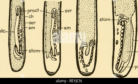 . L'embryologie d'insectes et de myriapodes ; l'histoire du développement des insectes, mille-pattes, et de l'oeuf millepedes desposition [ !] pour l'éclosion. L'embryologie -- Les insectes ; l'embryologie -- Myriopodes. 236 L'EMBRYOLOGIE D'INSECTES ET DE MYRIAPODES il provient de la bords latéraux du germe bande comme deux volets qui se propagent vers le dedans l'un vers l'autre et finalement fusionner en une seule membrane. Il est dit être d'origine ectodermic. Au début, cette membrane sert de surface de glissement en dessous duquel le mésoderme splanchnique progresse en dedans. D'abord en contact étroit les uns avec les autres, plus tard, la membrane et la méso Banque D'Images