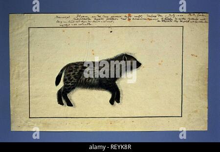 L'Hyène tachetée (Crocuta crocuta). Rapporteur pour avis : Robert Jacob Gordon (signé par l'artiste). Dating : 1-jul-1777 - 3-Jul-1777. Dimensions : H 660 mm × W 480 mm ; h 241 mm × W 406 mm ; h 183 mm × W 312 mm. Musée : Rijksmuseum, Amsterdam. Banque D'Images