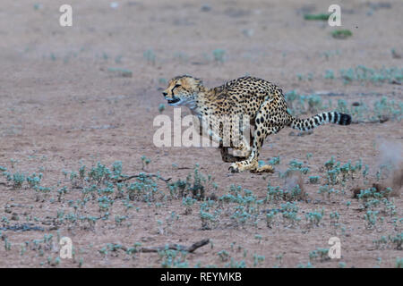 Femme guépard Acinonyx jubatus une espèce en danger la poursuite de dow proies dans le parc transfrontalier de Kgalagadi, Northern Cape Province Afrique du Sud Banque D'Images