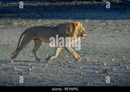 Un homme lion Panthera leo de couler le long de la rivière à sec ; Afrique du Sud ; Parc transfrontalier de Kgalagadi, Province du Cap du Nord Banque D'Images