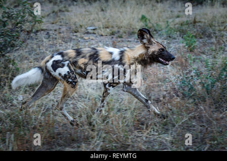 Chien sauvage d'Afrique Lycaon pictus appelle parfois le chien peint en marche à travers la brousse. L'Afrique du Sud, Kruger National Park ; Banque D'Images