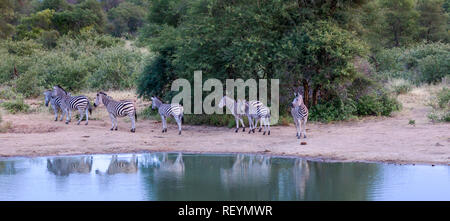Burchell Equus burchellii zebra est également connu comme le zèbre des plaines et est strictement lié à l'eau et aura tendance à rester à proximité de Banque D'Images