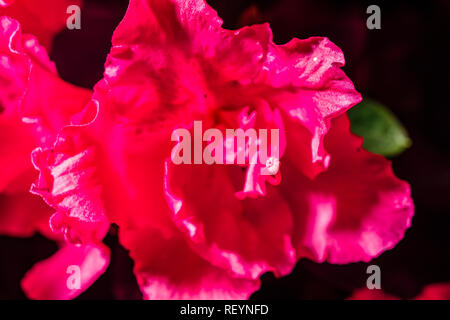 Une fleur rouge en fleurs d'un rhododendron (Rhododendron indicum) Banque D'Images