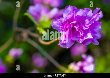 Close-up of blooming purple Yodogawa Azalea fleurs (Rhododendron yedoense) Banque D'Images