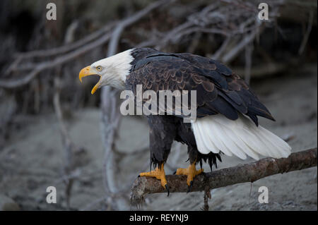 Pygargue à tête blanche adultes à vocalizingl l'Alaska Chilkat Bald Eagle Preserve près de Haines, Alaska Banque D'Images