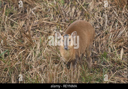 Une jolie femme (Muntiacus reevesi Cerf Muntjac) se nourrissant sur une île au milieu d'un lac par une froide journée hivers brumeux. Banque D'Images