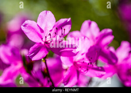 Close-up of purple en fleurs fleurs de rhododendron (Ericaceae) Banque D'Images