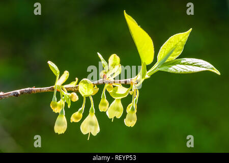 Silverbell Halesia Carolina (Caroline) blooming Banque D'Images