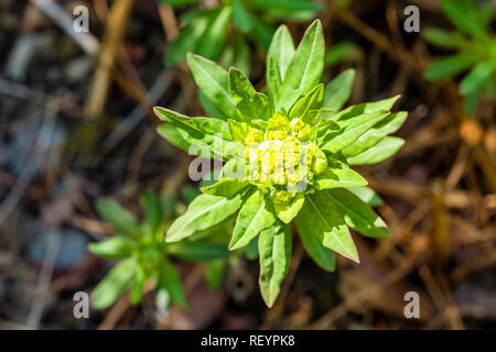 L'euphorbe des marais (Euphorbia palustris) blooming Banque D'Images