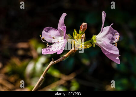 L'azalée (Rhododendron schlippenbachii Royal) blooming Banque D'Images