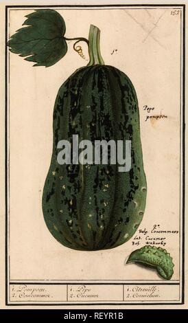 Pompoen (Cucurbita pepo). 1. Pompoen. 2. Concommer. / 1. Pepo 2. Cucumer / 1. Citrouille. 2. Cornichon (titre sur l'objet). Rapporteur pour avis Anselmus Boëtius De Boodt :. Rapporteur pour avis : Elias Verhulst. Dating : 1596 - 1610. Lieu : Praag. Dimensions : H 280 mm × W 175 mm. Musée : Rijksmuseum, Amsterdam. Banque D'Images