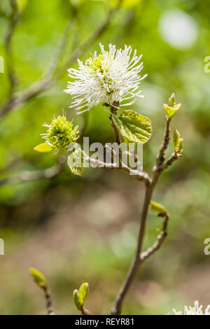 Witch Mountain alder (Fothergilla major) blooming Banque D'Images